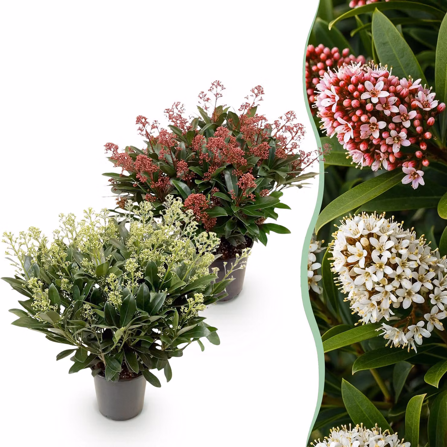 Skimmia japonica Duo - Fiore bianco e rosso - 40+ fiori - 2 piante - rustica - 50-60cm - Ø19cm - Pianta da giardino