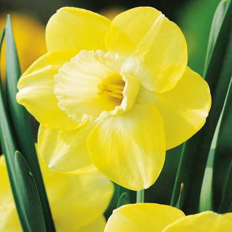 Narciso da collezione Avalon 3 pz. Bulbi di Narciso