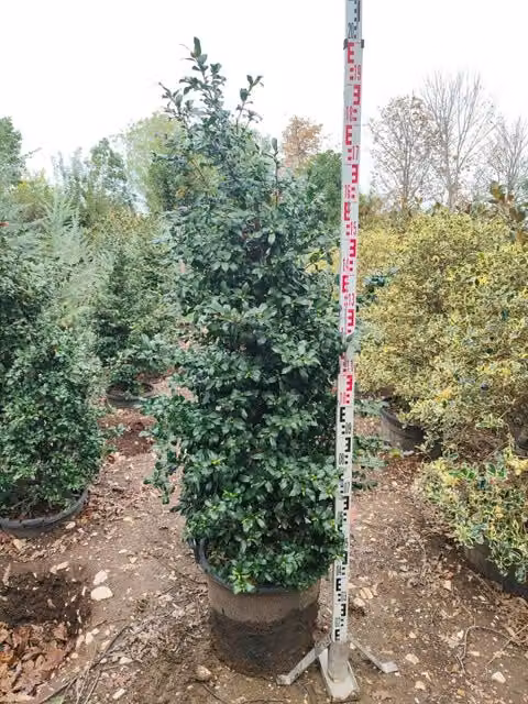 Camelia Sasanqua a Piramide 180-200 cm Vaso 45 cm Arbusto Sempreverde da Fiore
