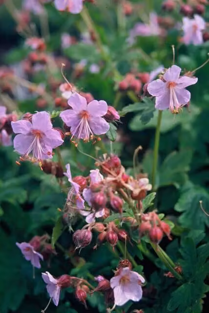 Geranio dei Balcani (Geranium macranthum) 'Ingwersen's Var.' 10-25cm, Ø9cm, 6