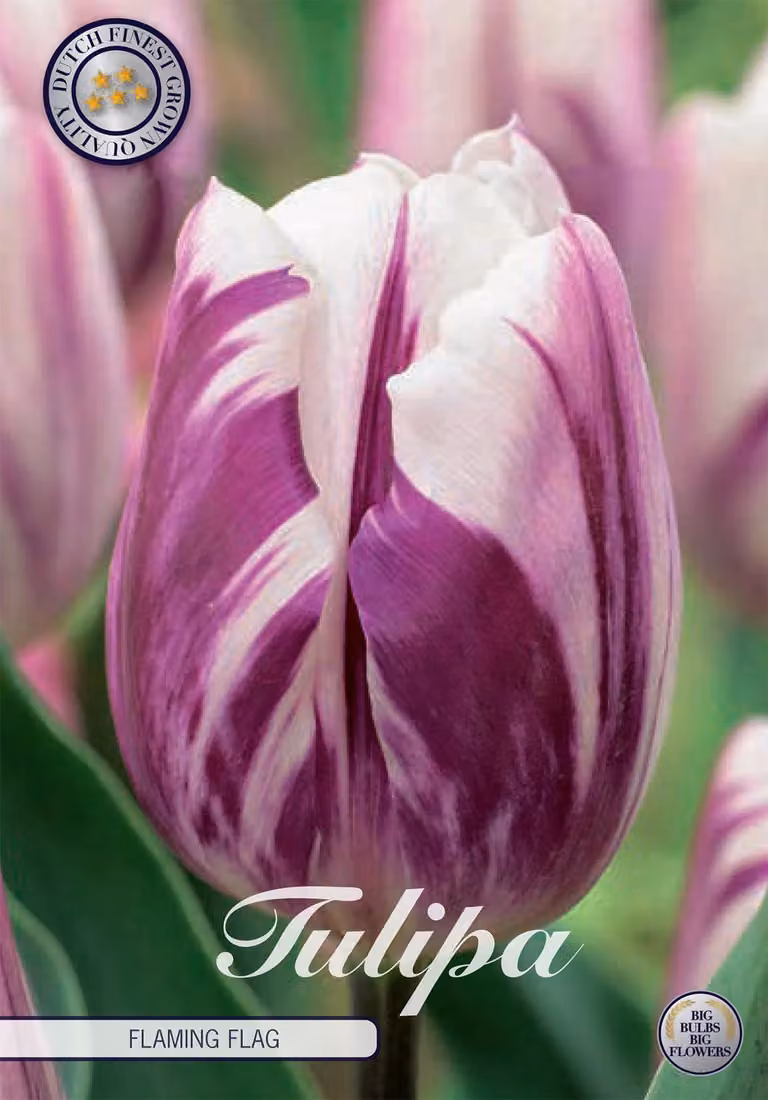 Tulipano Flaming Flag (10 bulbi) | Bulbi di tulipano di Sam van Schooten