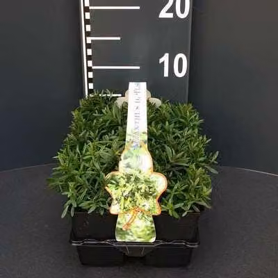 6 x Dianthus delt. 'Flashing Light' - Garofano - vaso 9 x 9 cm