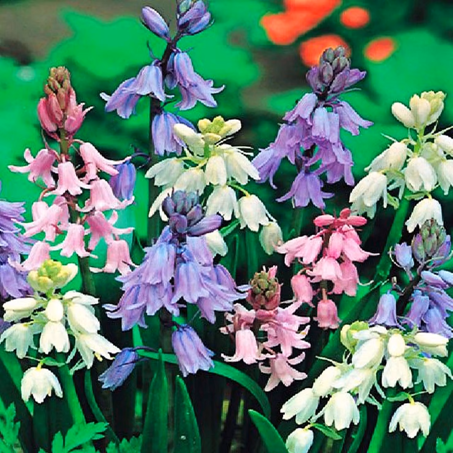 Bulbi di fiori di Scilla Bulbi di fiori Blue Star Mix 5 pz.