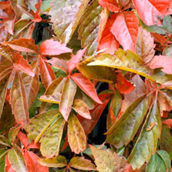 2 piante di edera americana (Parthenocissus quinquefolia), alte 50-60 cm, in vaso