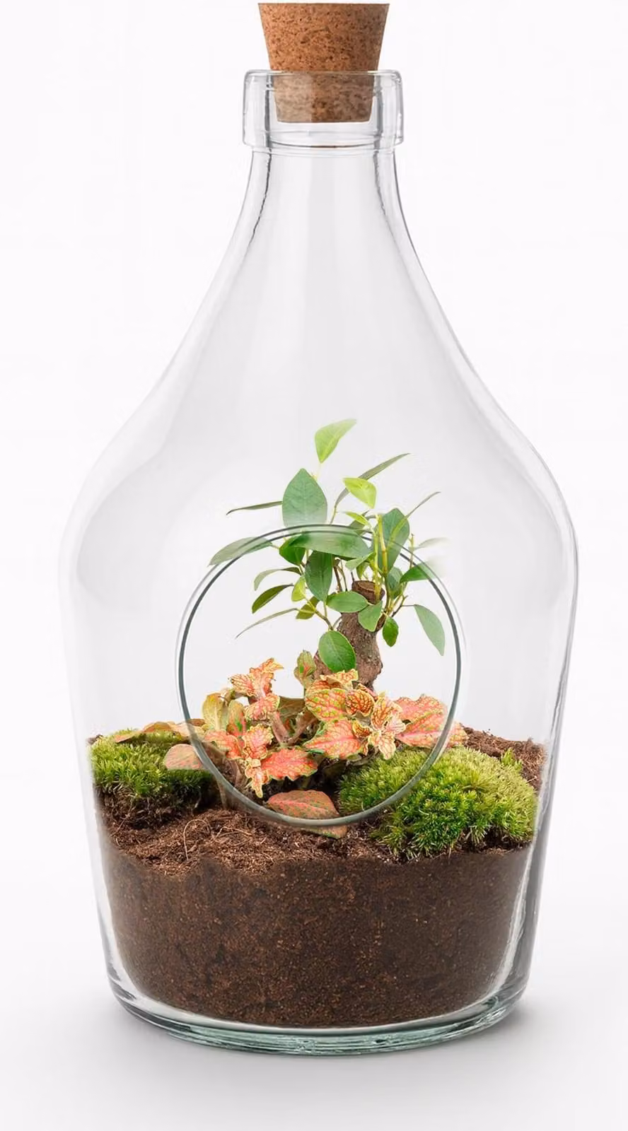 Giardino in bottiglia aperto John 30cm - Bonsai e Fittonia Ruby Lime - Terrario