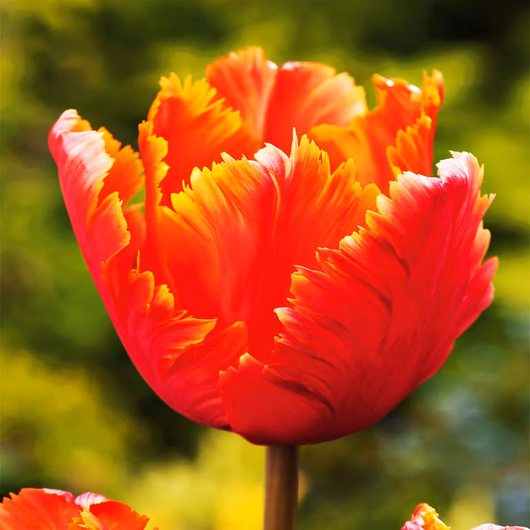 Tulipani Bulbi Bulbi Fiori Pappagallo Tulipano stupefacente Pappagallo 5 pz.
