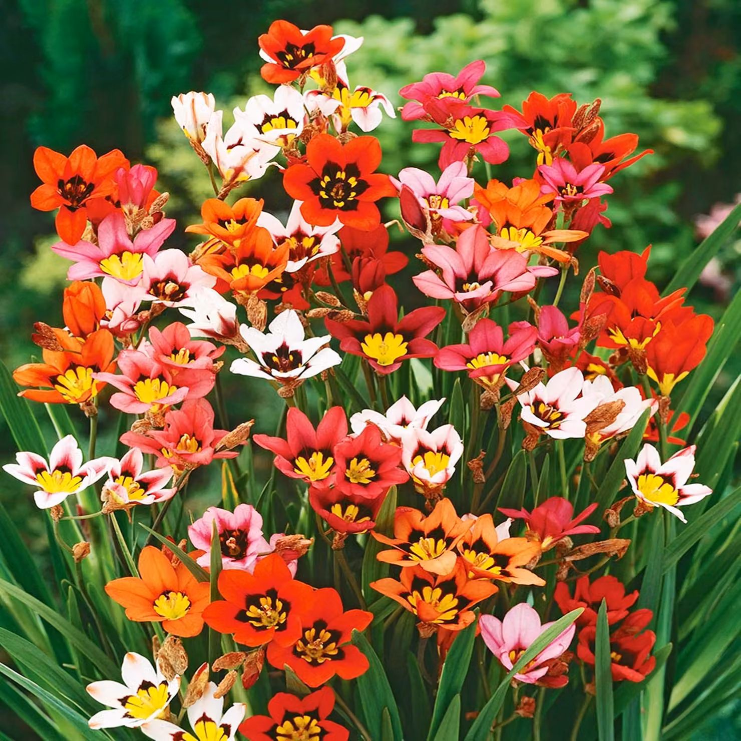 Bulbi da fiore Bulbi da fiore Sparaxis Mix 20 pz.