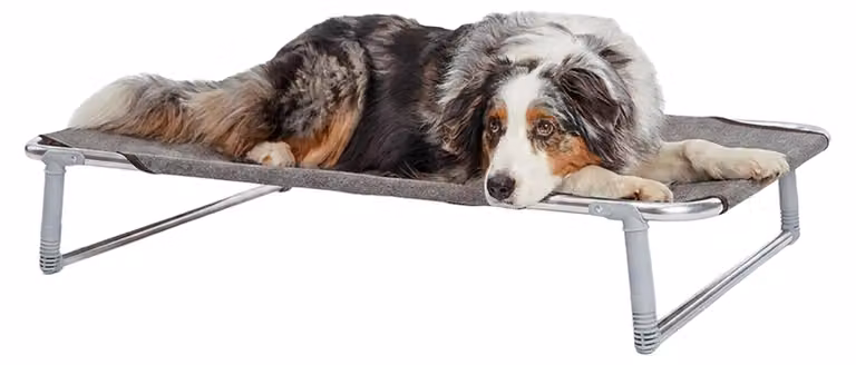 Ferplast: Lettino per cani, cuccia per cani, brandina pieghevole per cani modello DREAM 100