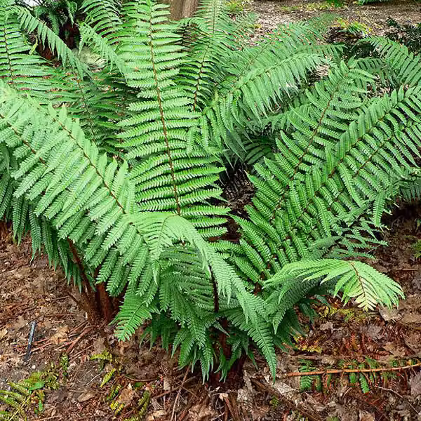 6 piante di felce Wallichs (Dryopteris wallichiana) | Vaso da 9x9 cm