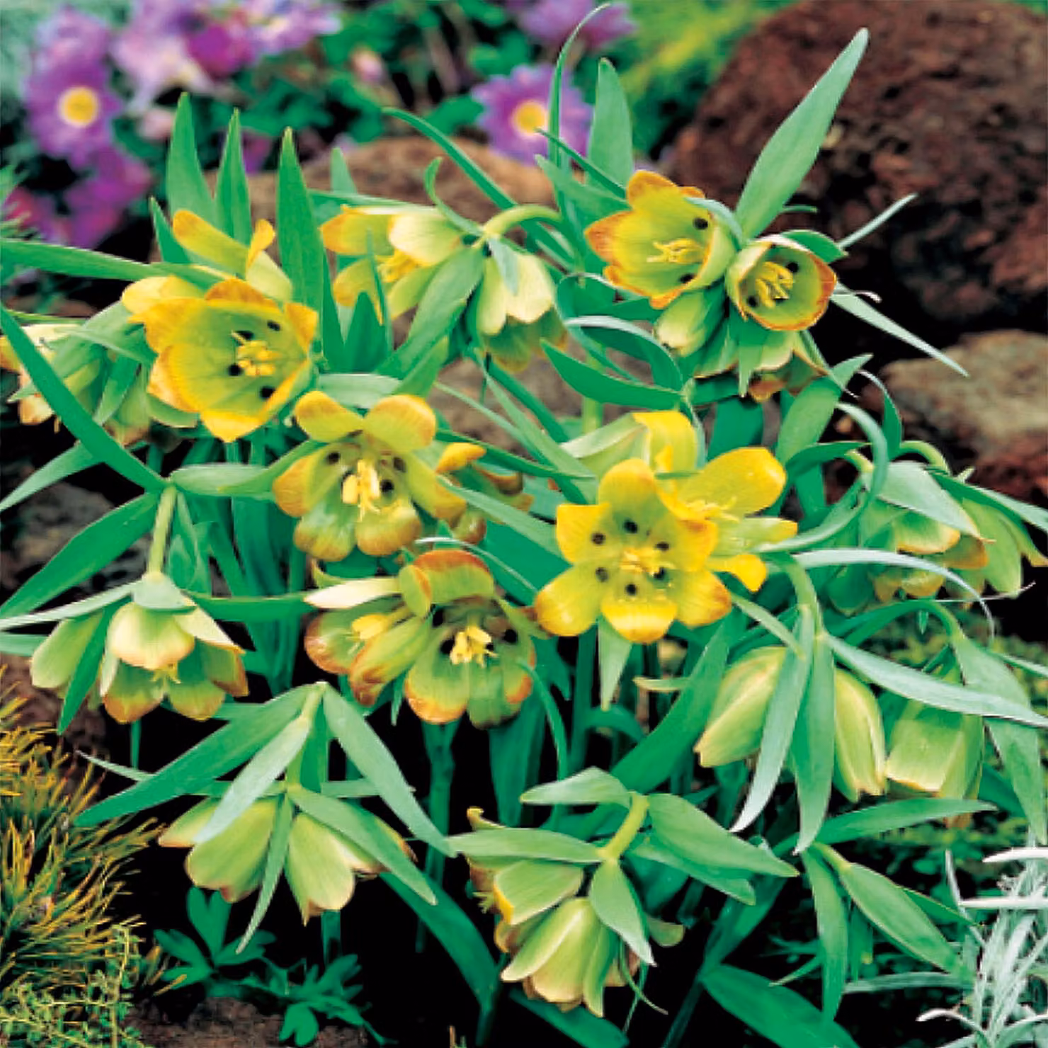 Bulbi da fiore Bulbi da fiore Fritillaria Fiore a scacchi Acmopetala 5 pz.