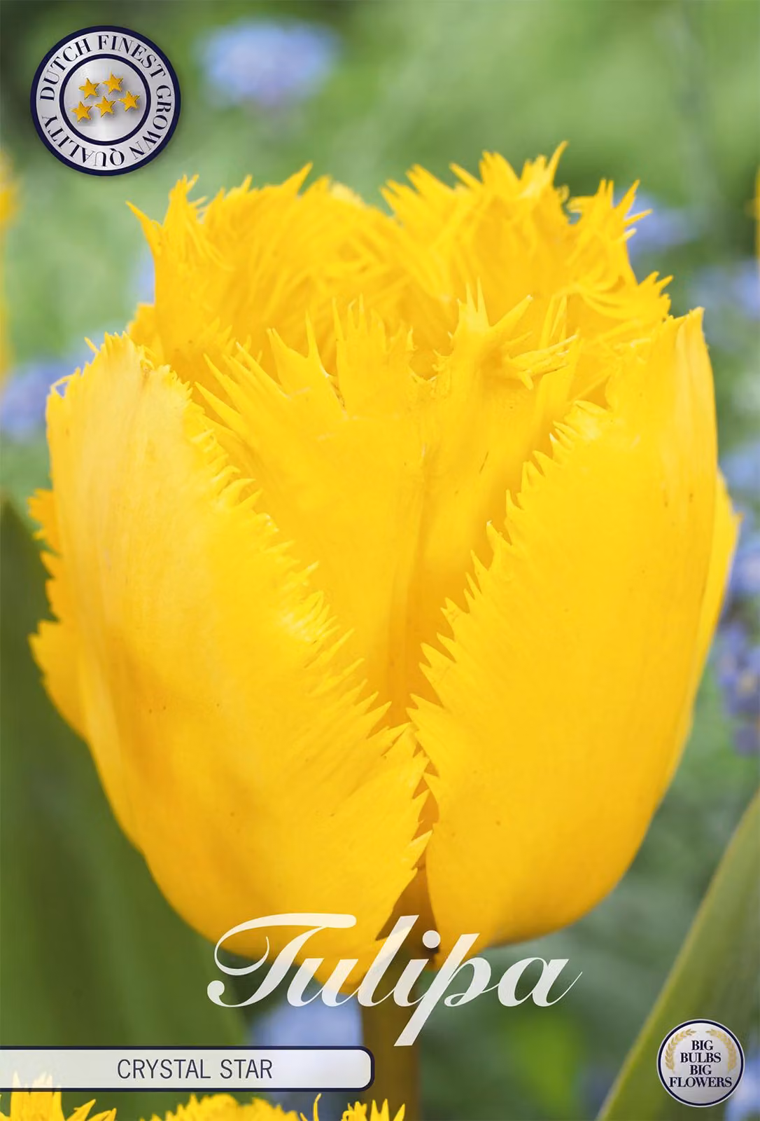 Frange - Stella di cristallo - Tulipa