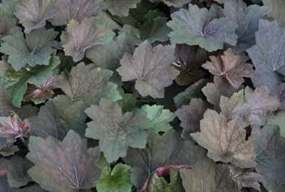 6 x Heuchera hybr. 'Brownies'® - Campane viola - vaso 9 x 9 cm