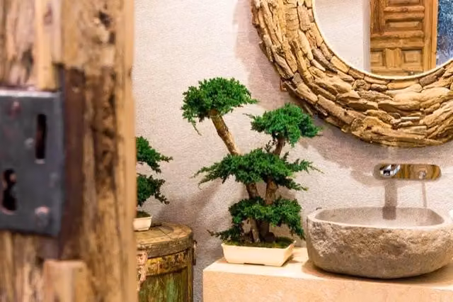 Pianta di Bonsai Ginepro stabilizzato h 50 cm