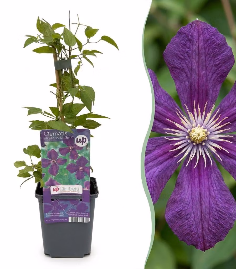 Clematis Viticella Polish Spirit - Clematide rampicante - Viola - Pianta rampicante | 6 pezzi - 25-35cm - Ø9cm - Pianta da giardino