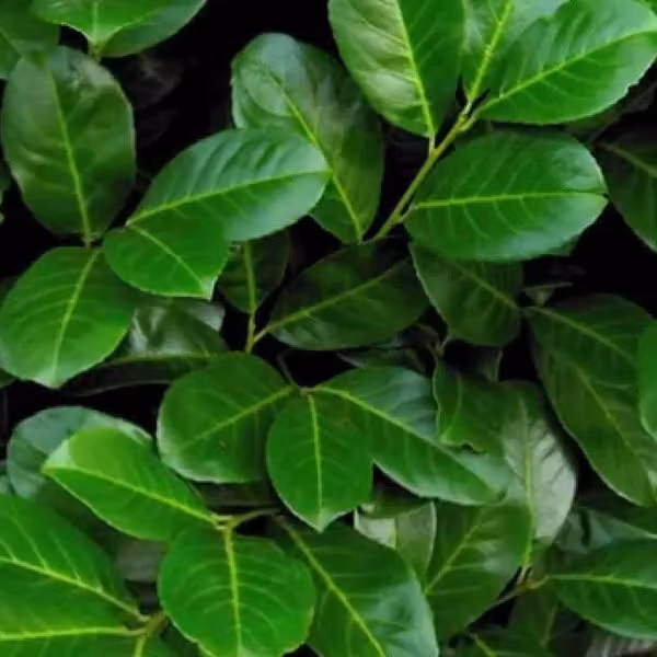 2 piante di Lauroceraso (Prunus laurocerasus 'Rotundifolia'), alte 60-80 cm, fornite in vaso