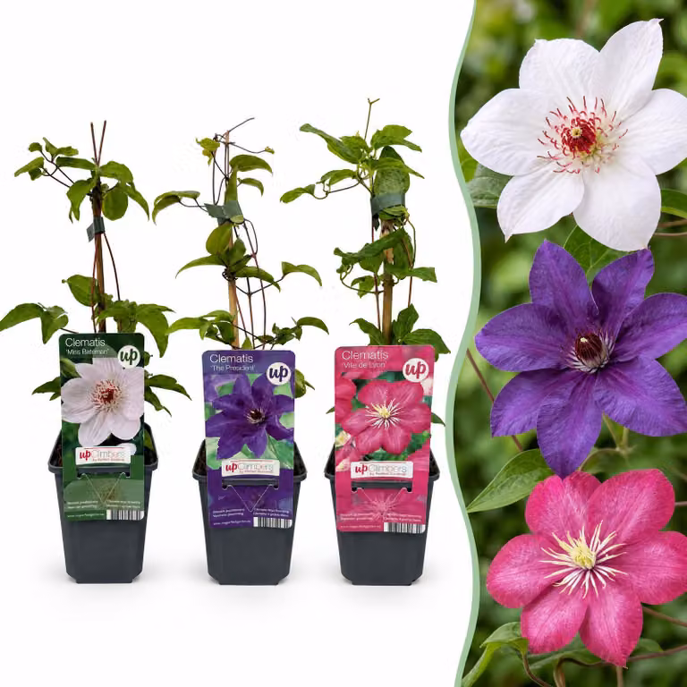 Clematis Tricolour - Clematide tricolore - Viola - Rosa - Bianco - Pianta rampicante | 6 pezzi - 25-35cm - Ø9cm - Pianta da giardino