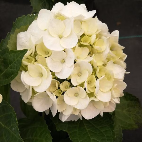2 ortensie a cespuglio - Hydrangea macrophylla 'Soeur Therese' | 25-30 cm in vaso
