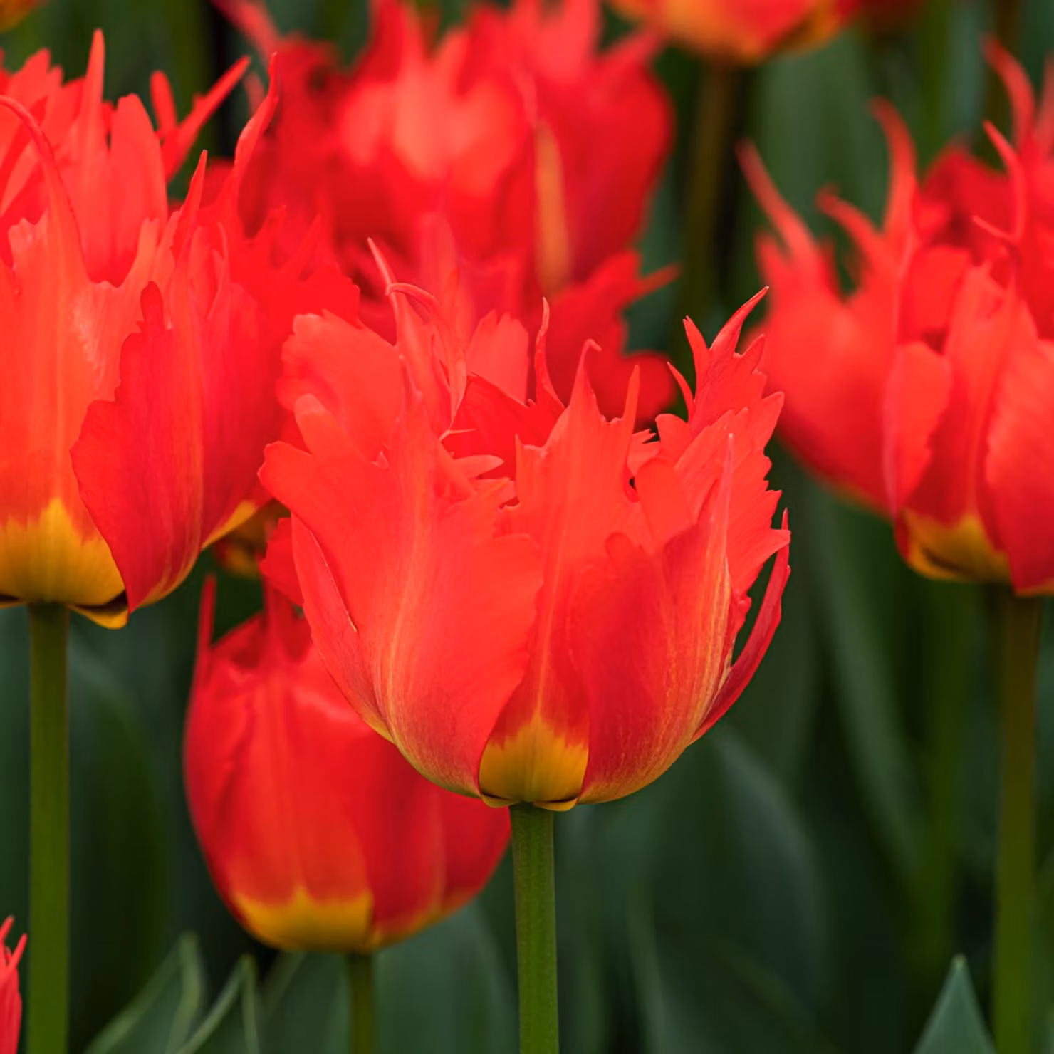 Tulipani Bulbi Fiori Darwin Tulipano Robbedoes 5 pz.