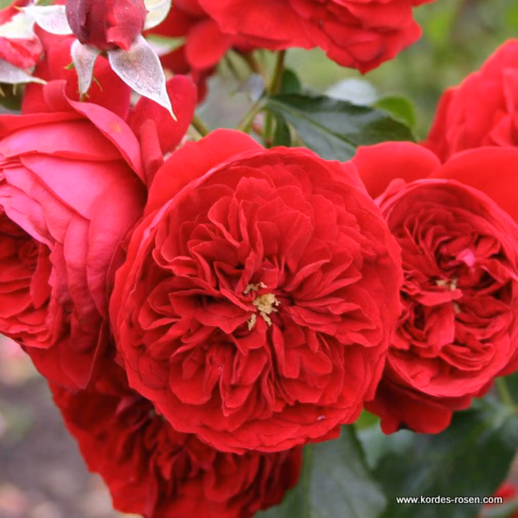 Rosa - Rosa delle fate Kordes - Rosa 'Rötkäppchen'®
