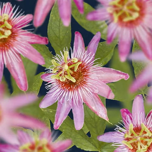 Passiflora Anastasia 70-100 cm - passiflora - pianta rampicante - non rustica - pianta in contenitore