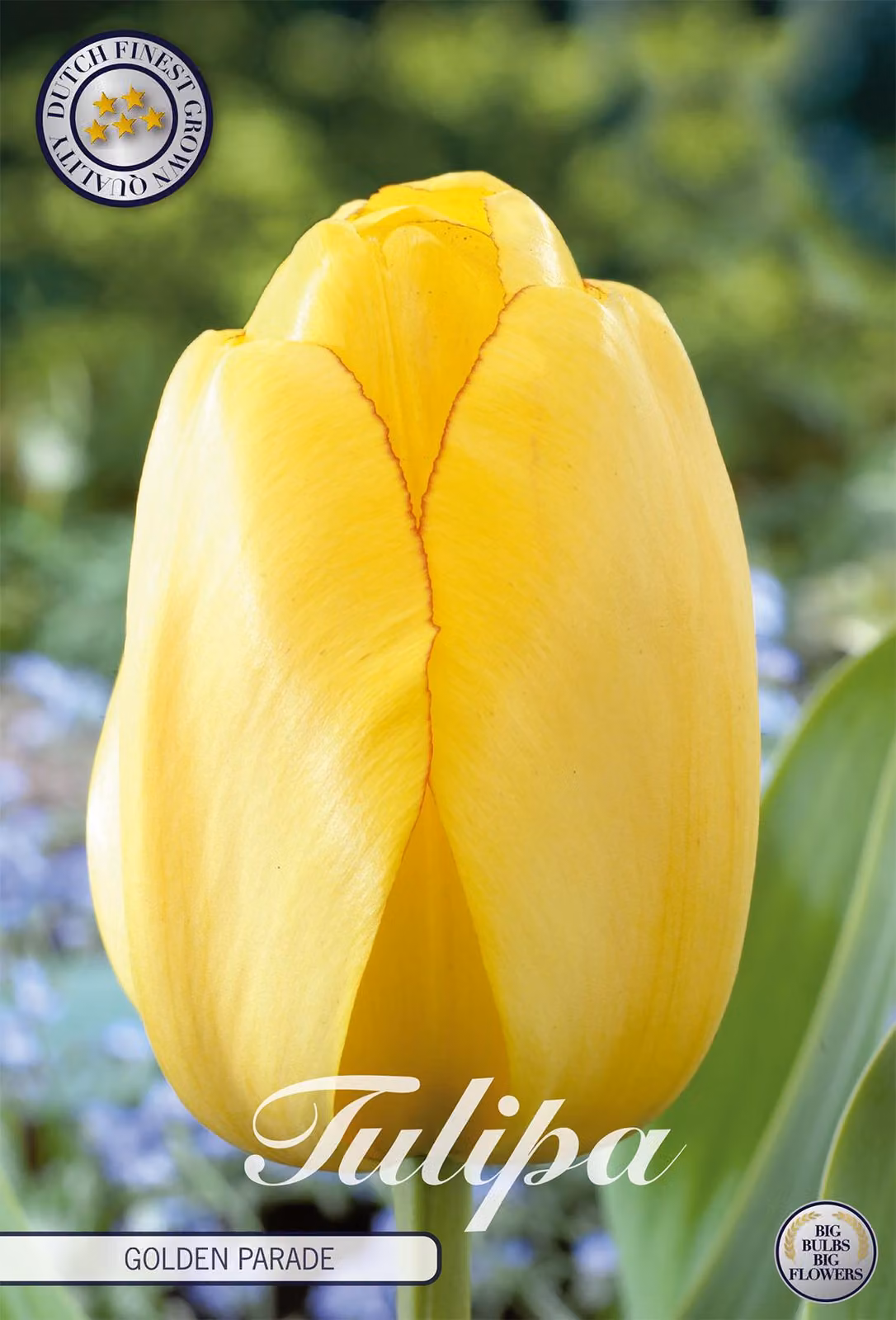 Tulipano Golden Parade (10 pezzi) | Bulbi di tulipano di Sam van Schooten