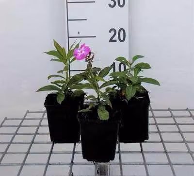 6 x Phlox (p) 'Laura' - Fiore di fiamma - vaso 9 x 9 cm