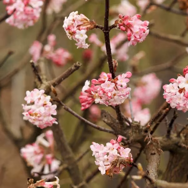 2 piante di Viburnum bodnantense 'Charles Lamont' (detta anche "palla di neve invernale") | altezza 50-60 cm, fornite in vaso