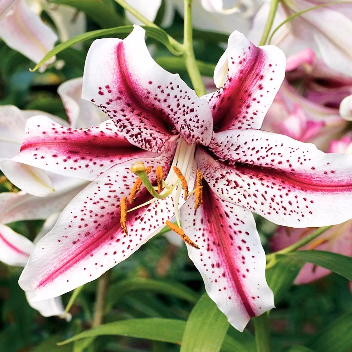 Gigli Bulbi Fiori Giglio orientale Dizzy 1 pz.