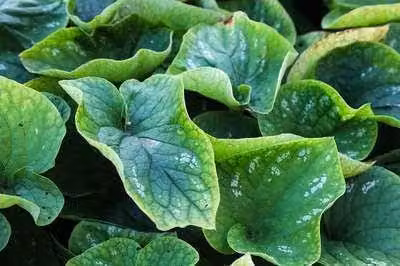 6 x Brunnera macr. 'White Zebra' - Nontiscordardime caucasico - vaso 9 x 9 cm