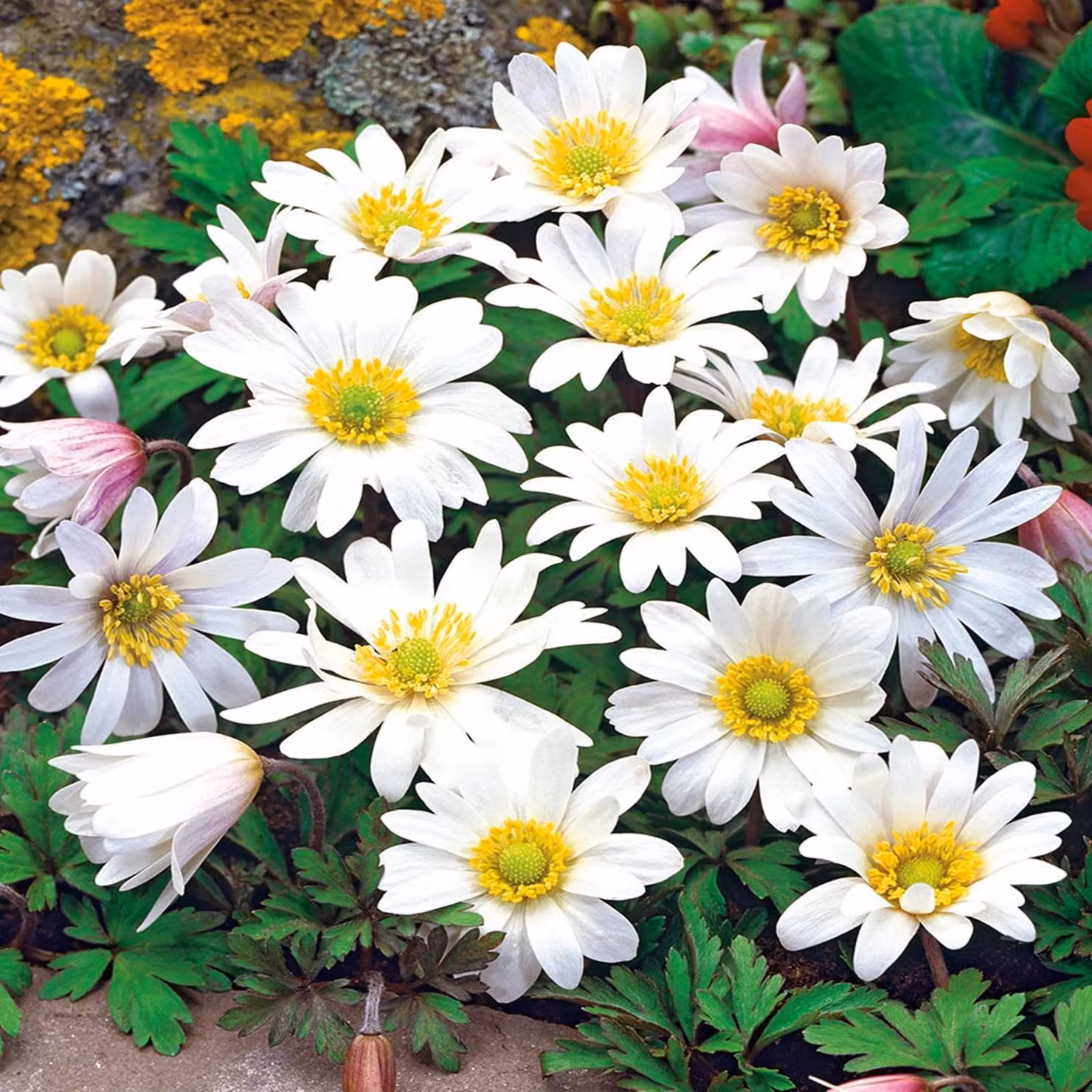 Anemone greco Anemone bianco Splendore 10 pz Bulbi di anemone