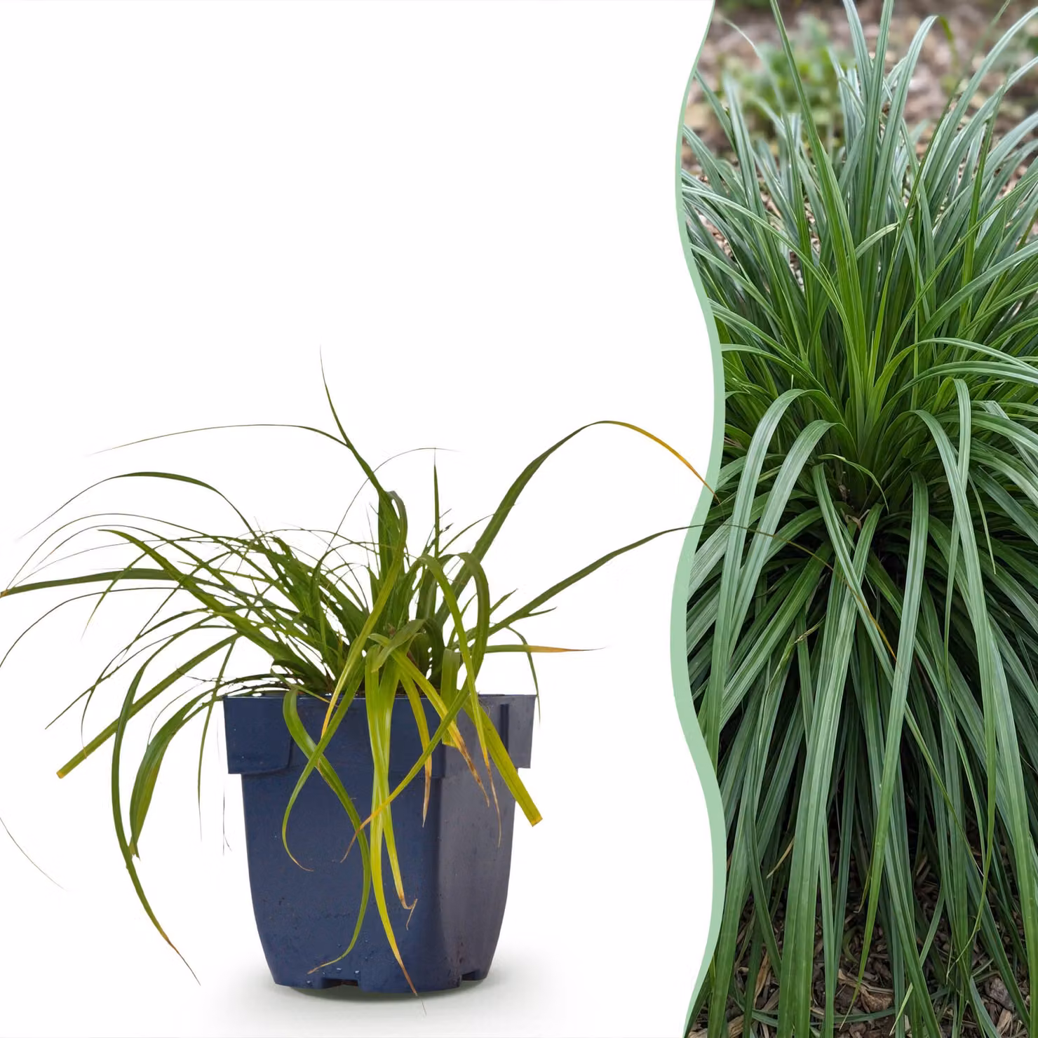 Carex oshimensis Evergreen - Carice giapponese - A foglia perenne - Verde - 15-25cm - Ø11cm - Pianta da giardino