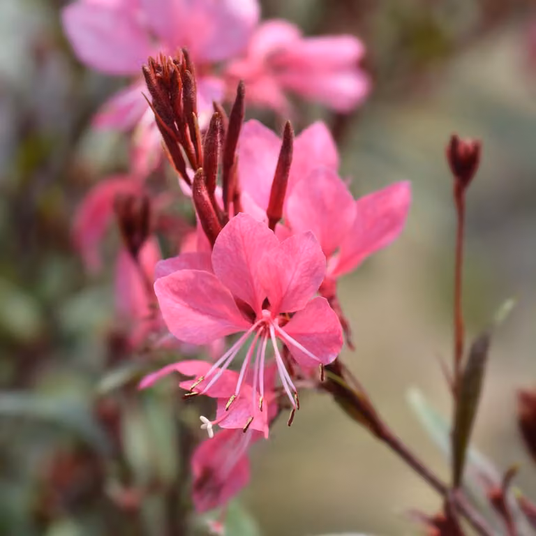 Gaura lindheimeri Siskiyou Pink - 6 piante - Ø9cm - Altezza 10-25cm - Candela