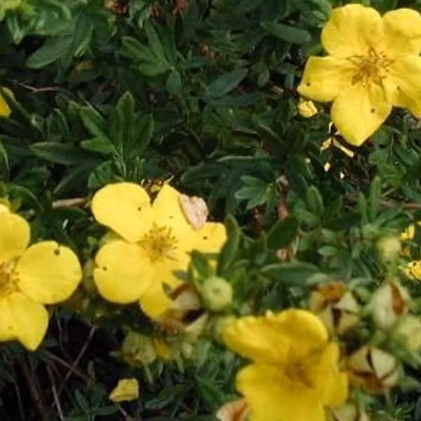 2 piante di potentilla fruticosa 'Goldstar' | Altezza: 25-30 cm, in vaso