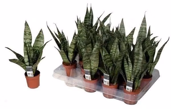 Sansevieria Black Coral 40 cm Bow hemp better indoor air houseplant