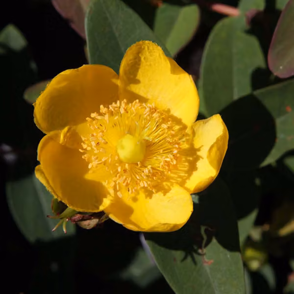2 piante di Iperico (Hypericum dummeri 'Peter Dummer'), alte 30-40 cm, in vaso