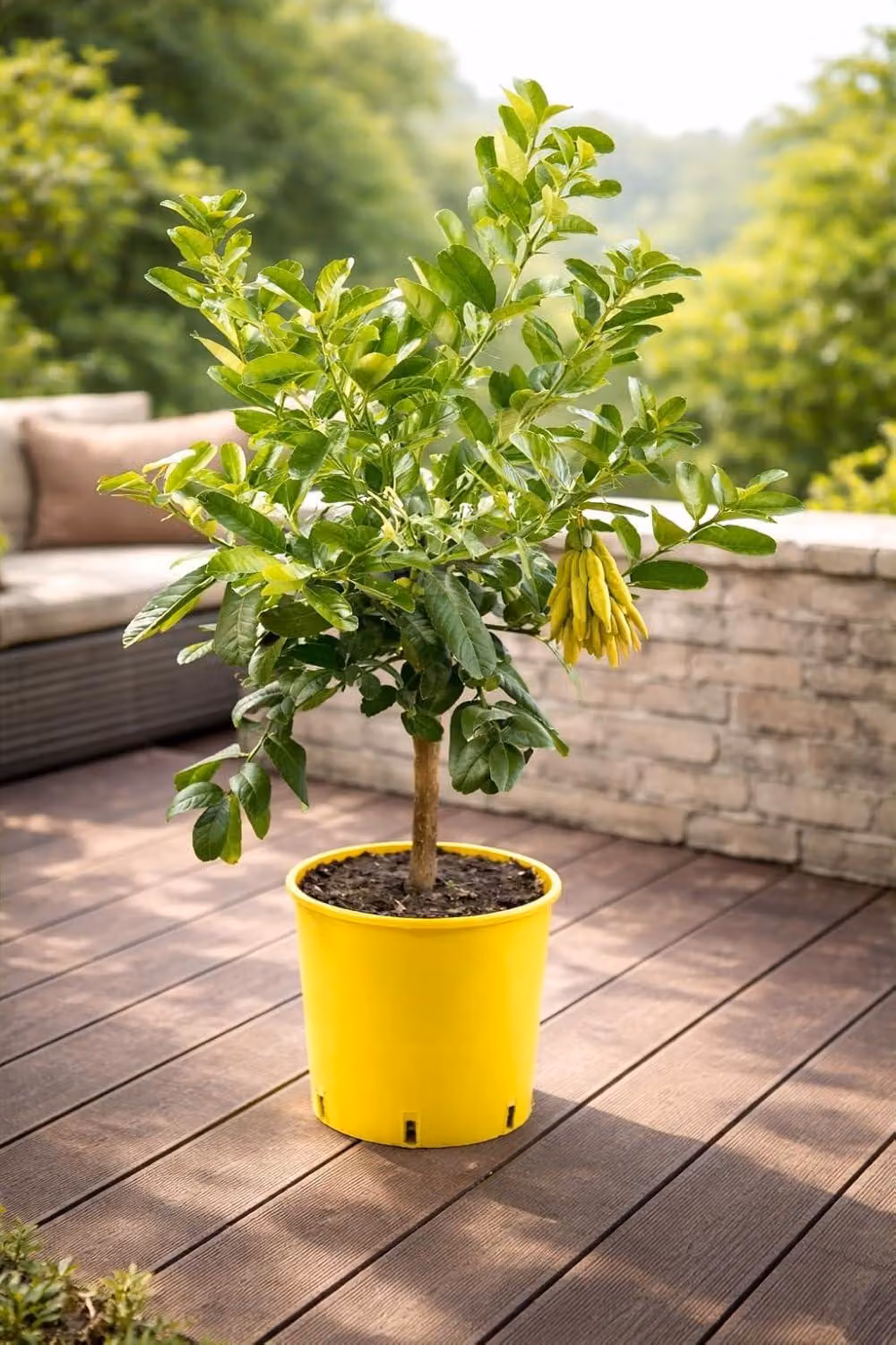 Pianta "Mano di Buddha" 70–100 cm – Limone a dita, limone a dita, albero esotico di Citrus medica per balconi, terrazze e giardini