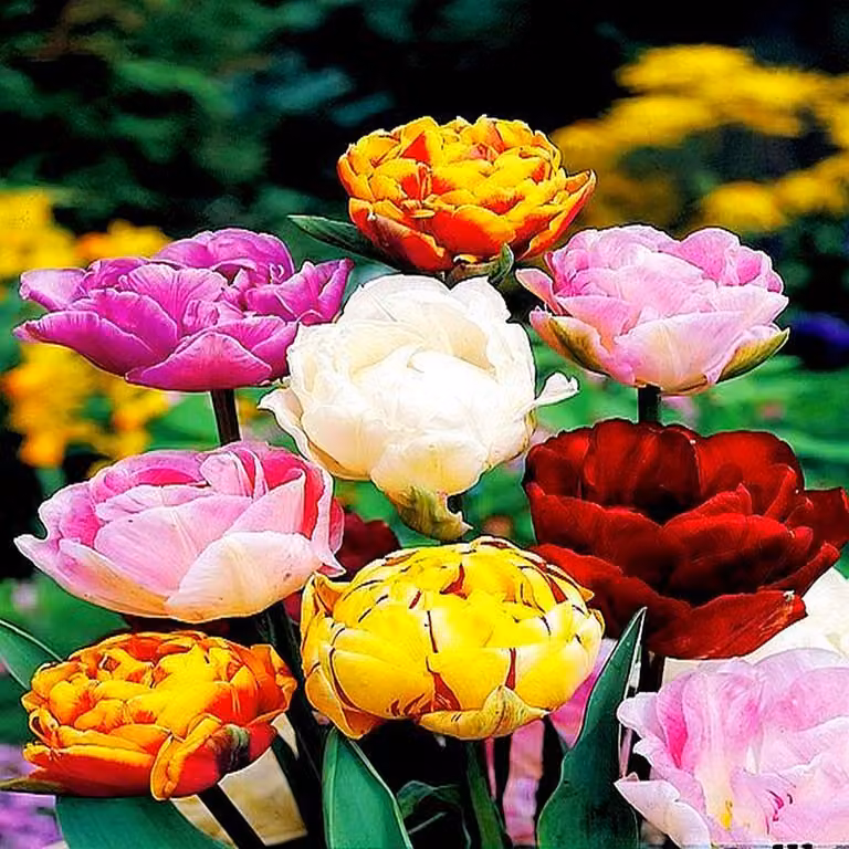 Tulipani Bulbi da fiore Bulbi da fiore Mix di tulipani doppi 10 pz.