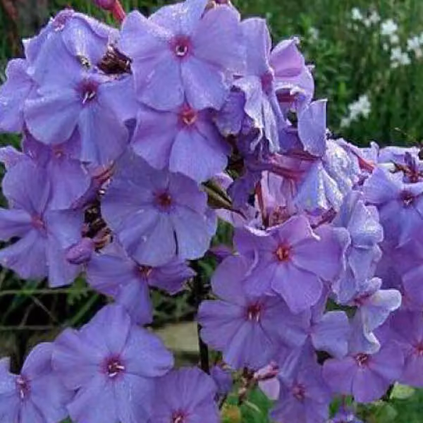6 x Fiori di fiamma alti - Phlox paniculata 'Amethyst' | Vaso da 9x9 cm