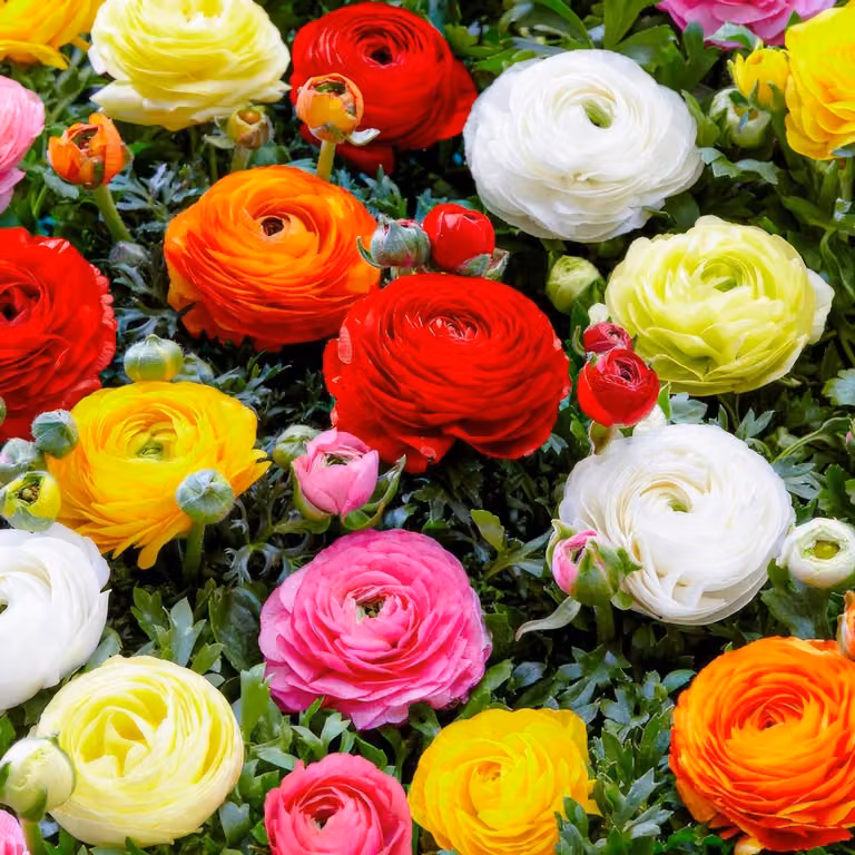 Bulbi di ranuncolo resistenti al freddo invernale - 50 bulbi - Mix di 5 colori - Bulbi di fiori perenni - Piante vere provenienti dall'Olanda (nessun seme, non artificiali)