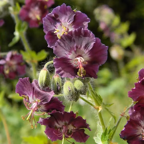 6 x Geranio 'Samobor' (Geranium phaeum) | Vaso da 9x9 cm