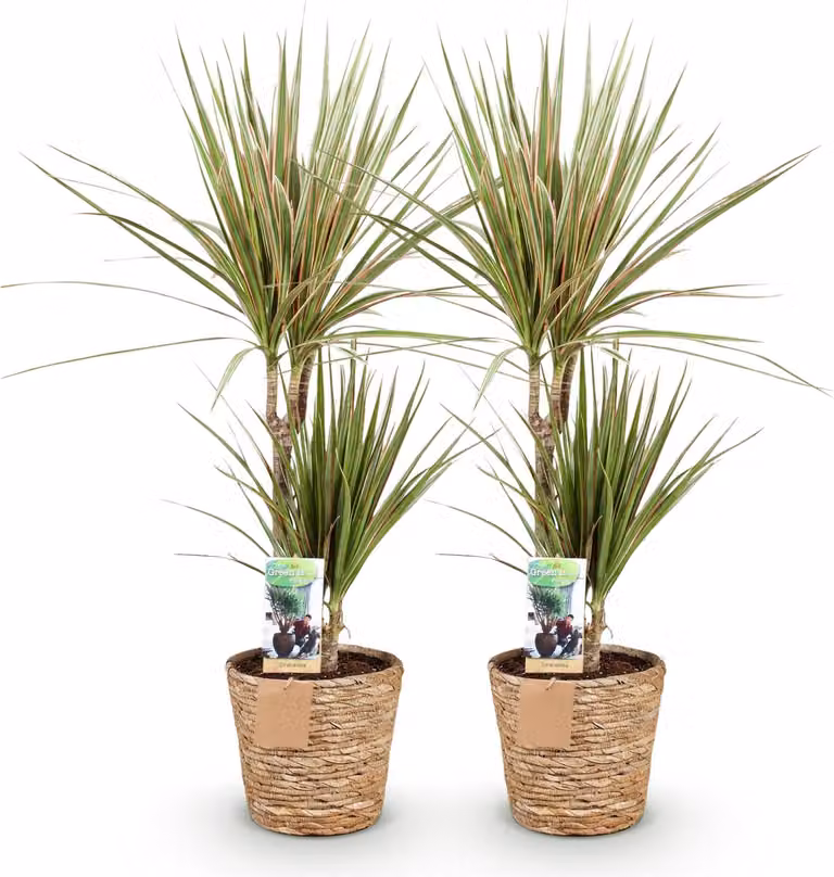 Dracaena Sunray - Due dracaene di facile manutenzione in un cesto decorativo