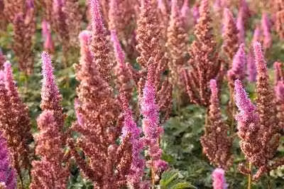 6 x Astilbe chin. 'Purpurkerze' - magnifica spirea - vaso 9 x 9 cm