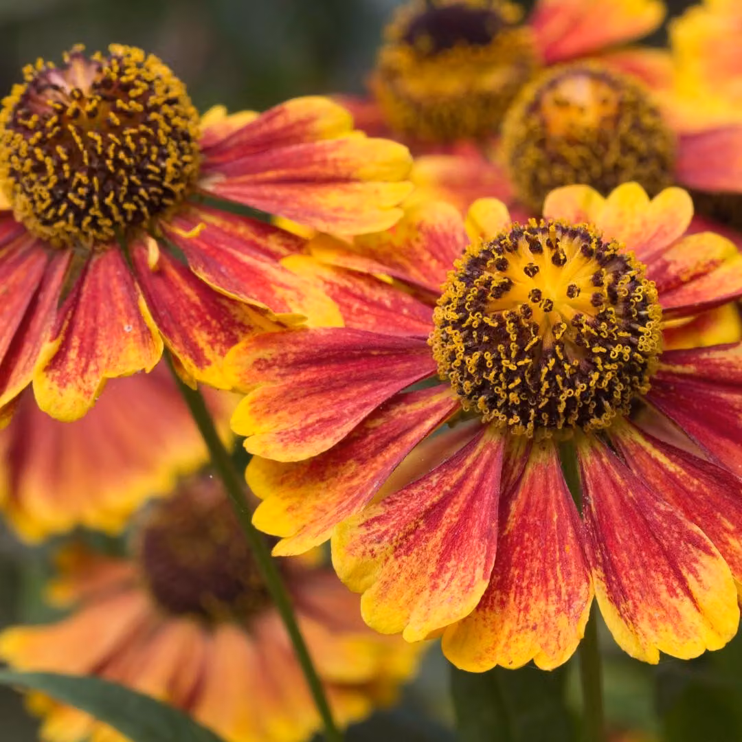 Helenium Moerheim Beauty 6 piante Ø9cm, altezza 10-25cm, "Sposa del sole"