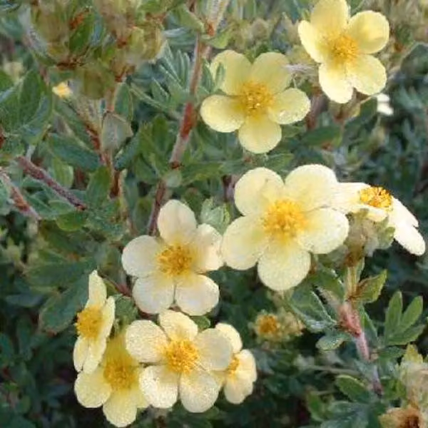 2 piante di Potentilla fruticosa 'Maanelys' (pianta ornamentale a cespuglio) | Altezza: 25-30 cm, in vaso