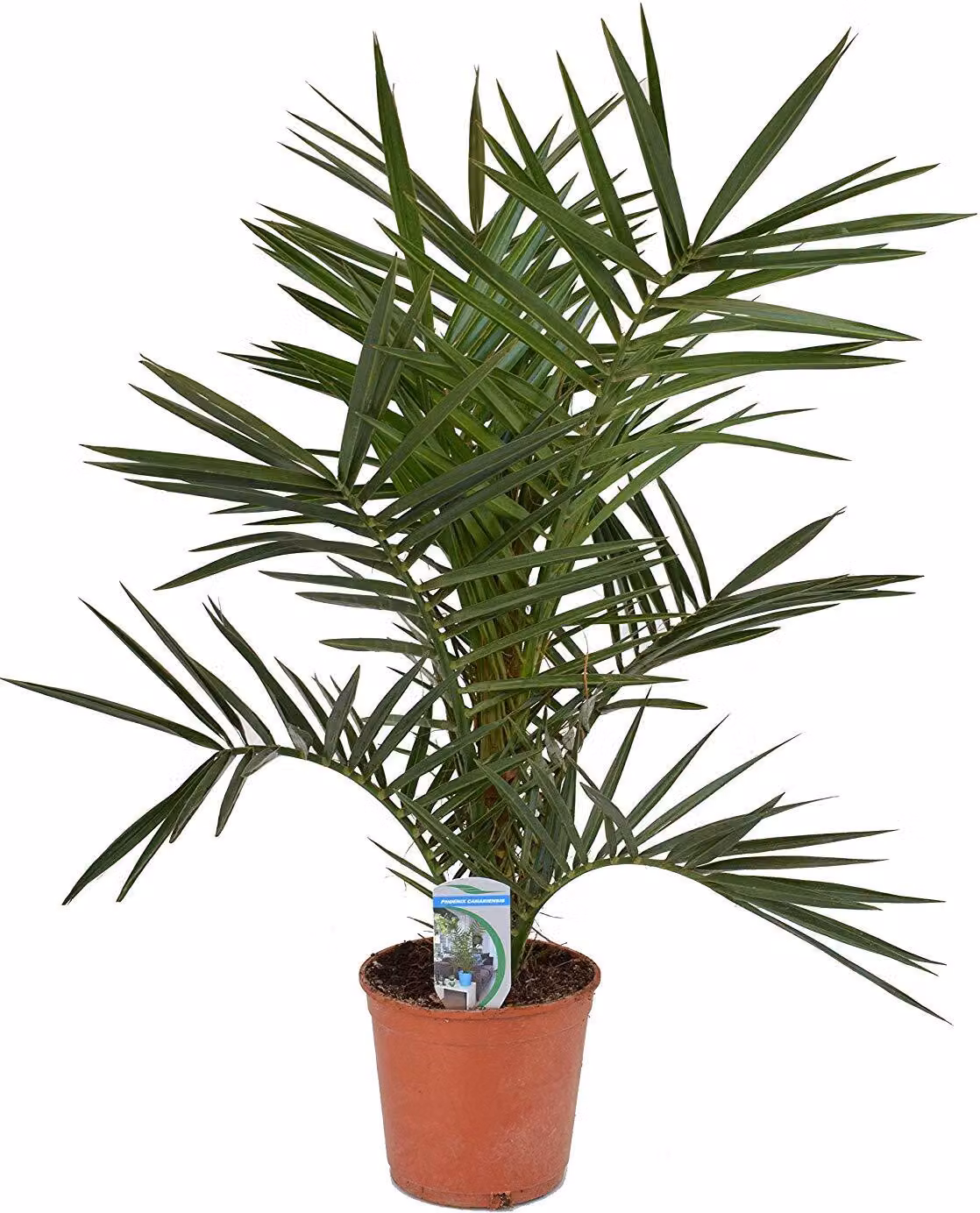 Palma da dattero delle Canarie 60 cm - Phoenix canariensis - Palma Phoenix