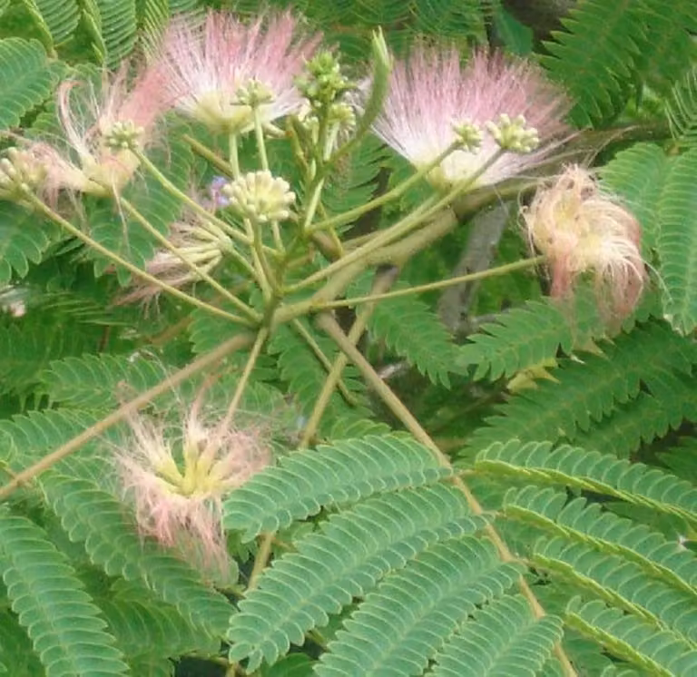 Albizia julibrissin 'Rosea' (albero di seta) | 40-50 cm in vaso