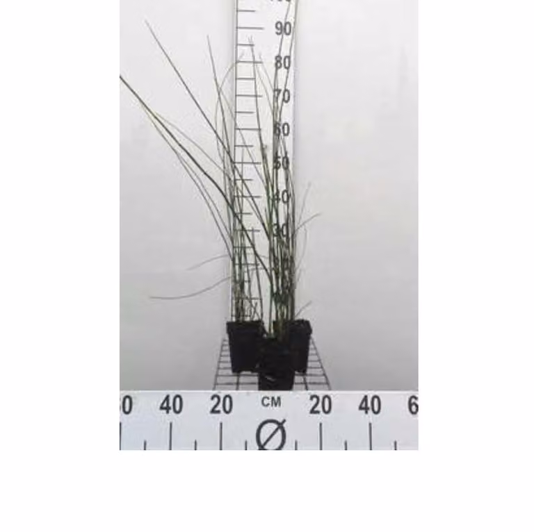 6 x Equisetum hyemale - Equiseto invernale - vaso 9 x 9 cm
