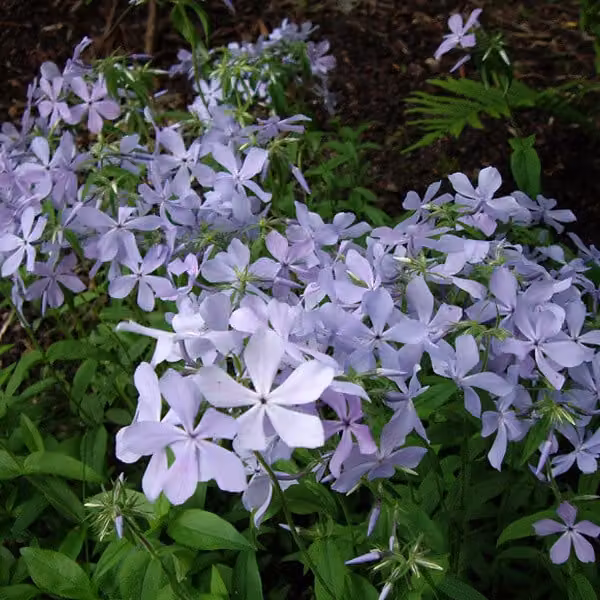 6 piante di Phlox divaricata 'Clouds Of Perfume' (Flammenblume), in vaso da 9x9 cm