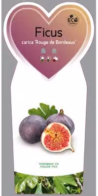 Ficus carica 'Rouge de Bordeaux' - Fico 'Rouge de Bordeaux' | 25 cm in vaso