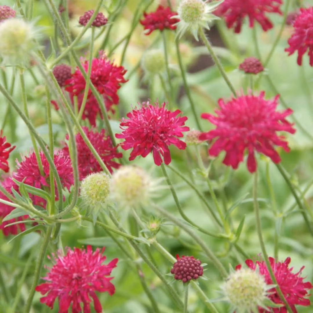 Knautia macedonica - 6 piante, Ø9cm, altezza 10-25cm, pianta perenne resistente
